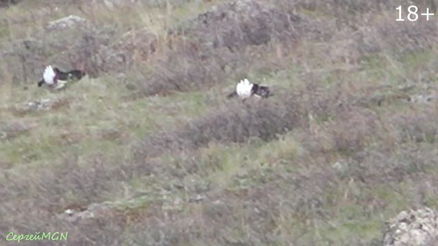 Тетеревиный ток 30.04.2026