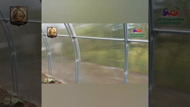 Посадка арбузов и дынь в теплице.