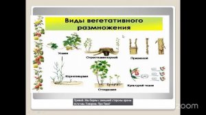 Уход за садом с Анастасией Борункова 30.4 14:00