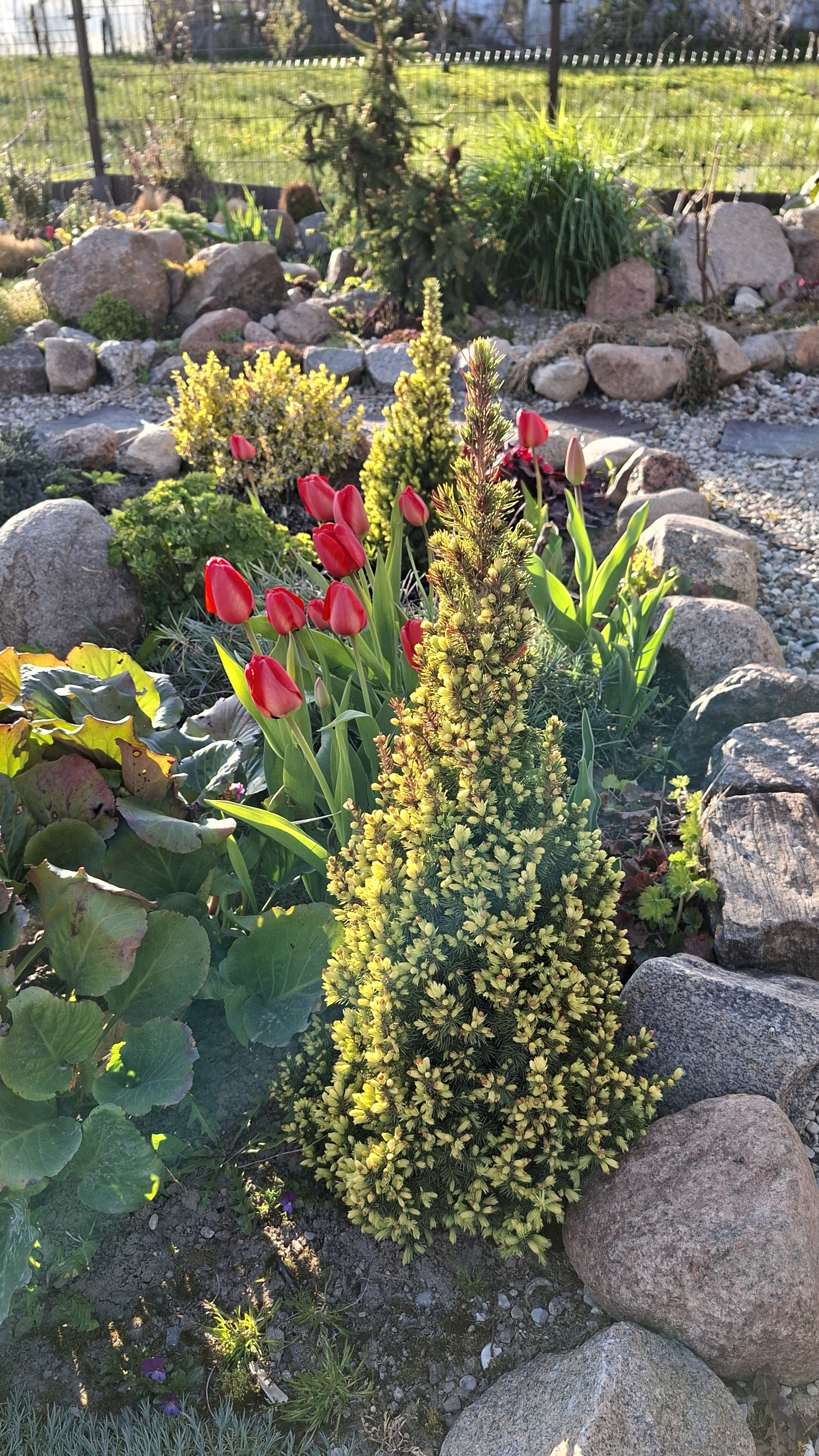 Ели канадские Коника весной-само очарование🌲💚