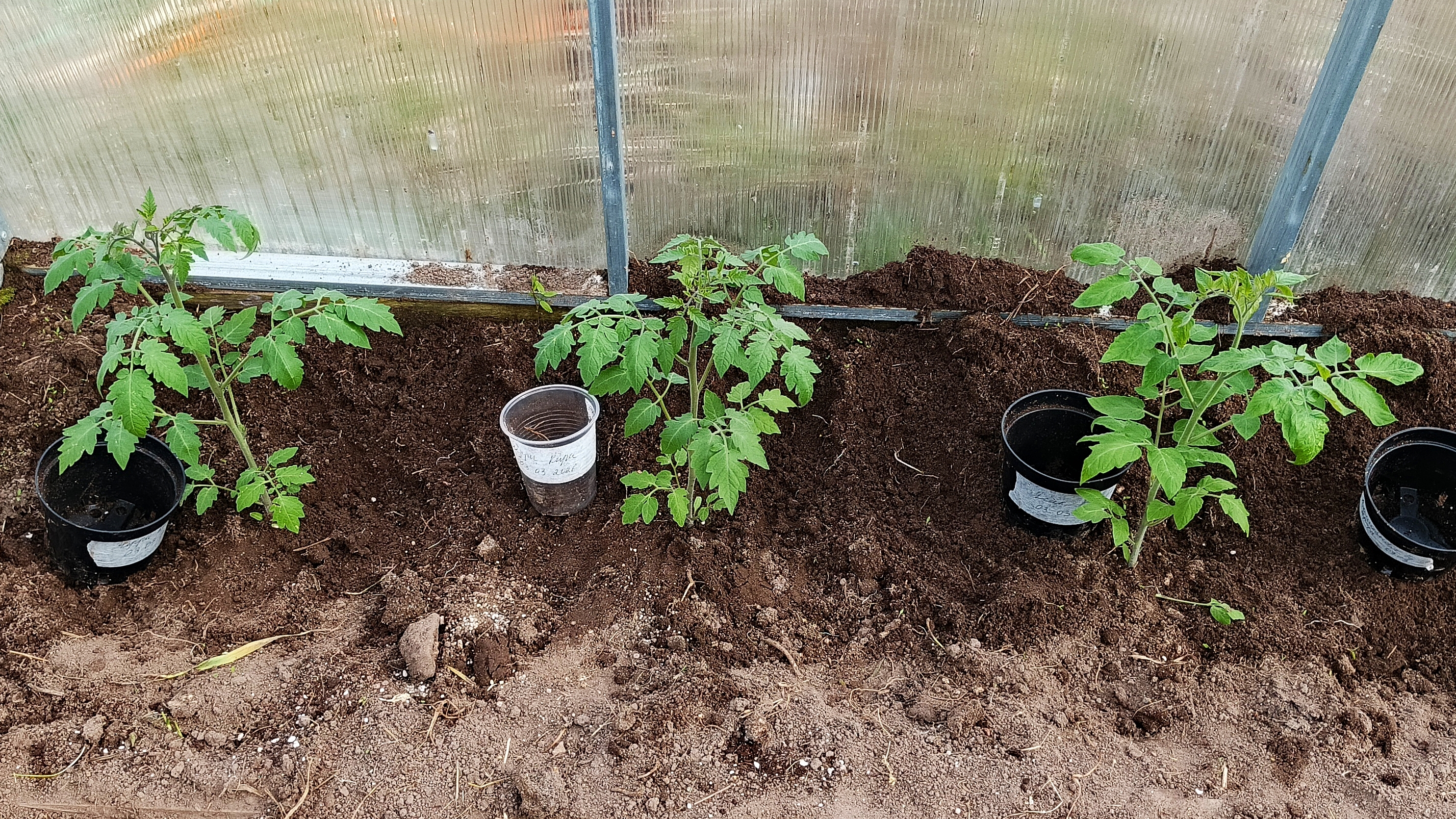 30.04.26 Больше не могу ждать! Высаживаю томаты в теплицу