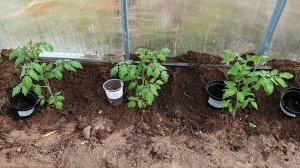 30.04.26 Больше не могу ждать! Высаживаю томаты в теплицу