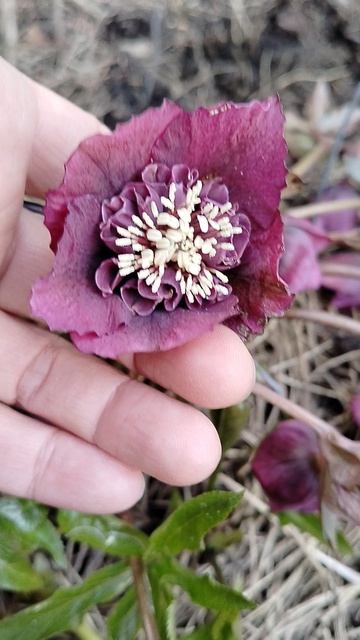 Морозники в нашем саду в апреле 2026