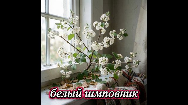 Белый шиповник