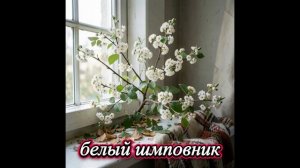 Белый шиповник