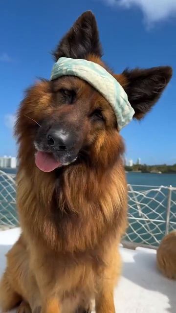 Клип @meowtaverse