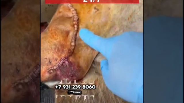 Помогаем спасти овчарку.🚨 ОПЕРАЦИЮ НАДО БЫЛО СДЕЛАТЬ ЕЩЁ ВЧЕРА!!! 
это Казахстан..
НАМ В КРАТЧАЙШИЕ