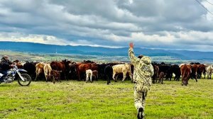 Денис НЕ ПОБОЯЛСЯ СТАДА ЗЕБУ и старается помочь пастухам его перегнать, а я лучше посижу в машине😅