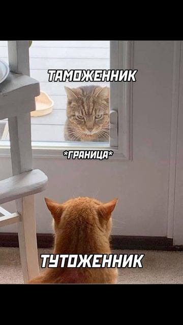 Поклонник здорового питания) Приколы с котами