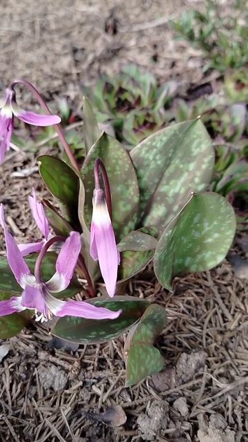 Кандык (эритрониум) зацвёл в нашем саду 2026