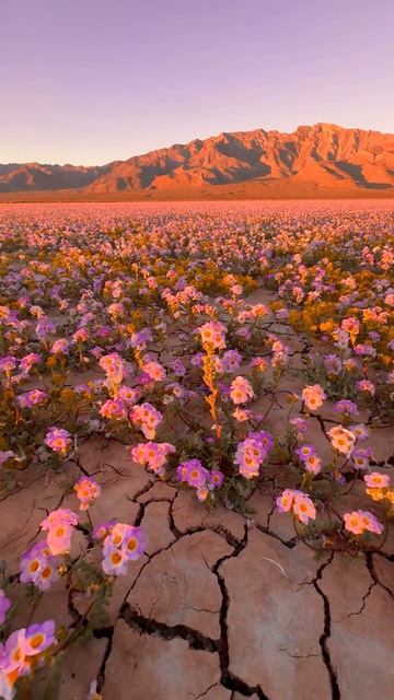 В калифорнийской Долине смерти впервые за десятилетие происходит суперцветение