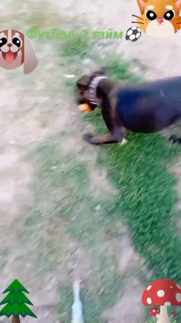 Футбол 2 тайм-1🐶🐱😅