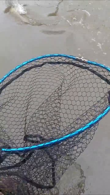 Поклёвка и вываживание форели