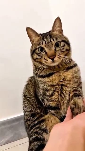 Забавная реакция котов