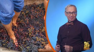 Всё обо всём. Вино ногами. Выпуск от 30.04.26