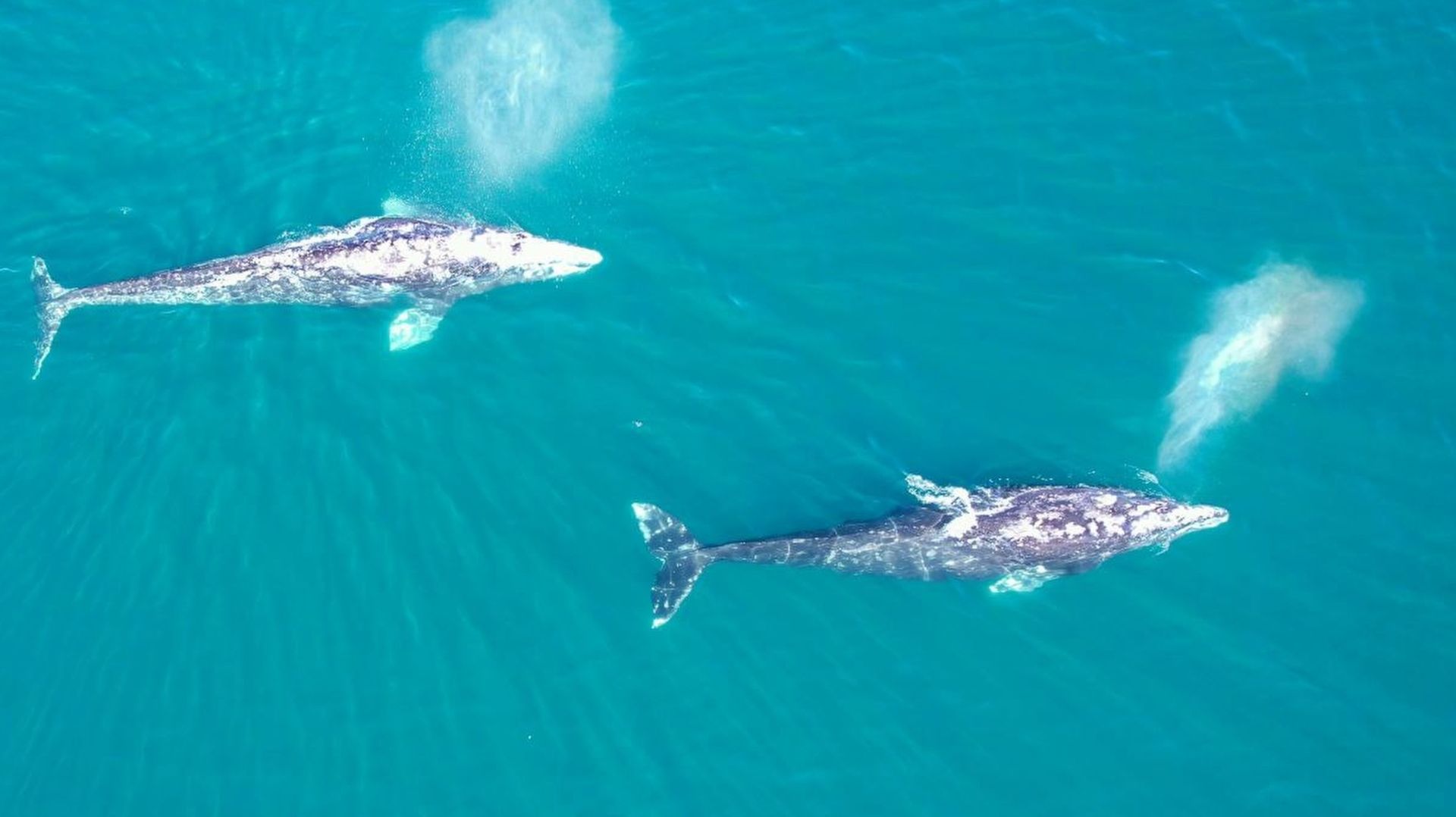 КИТЫ ВЕРНУЛИСЬ