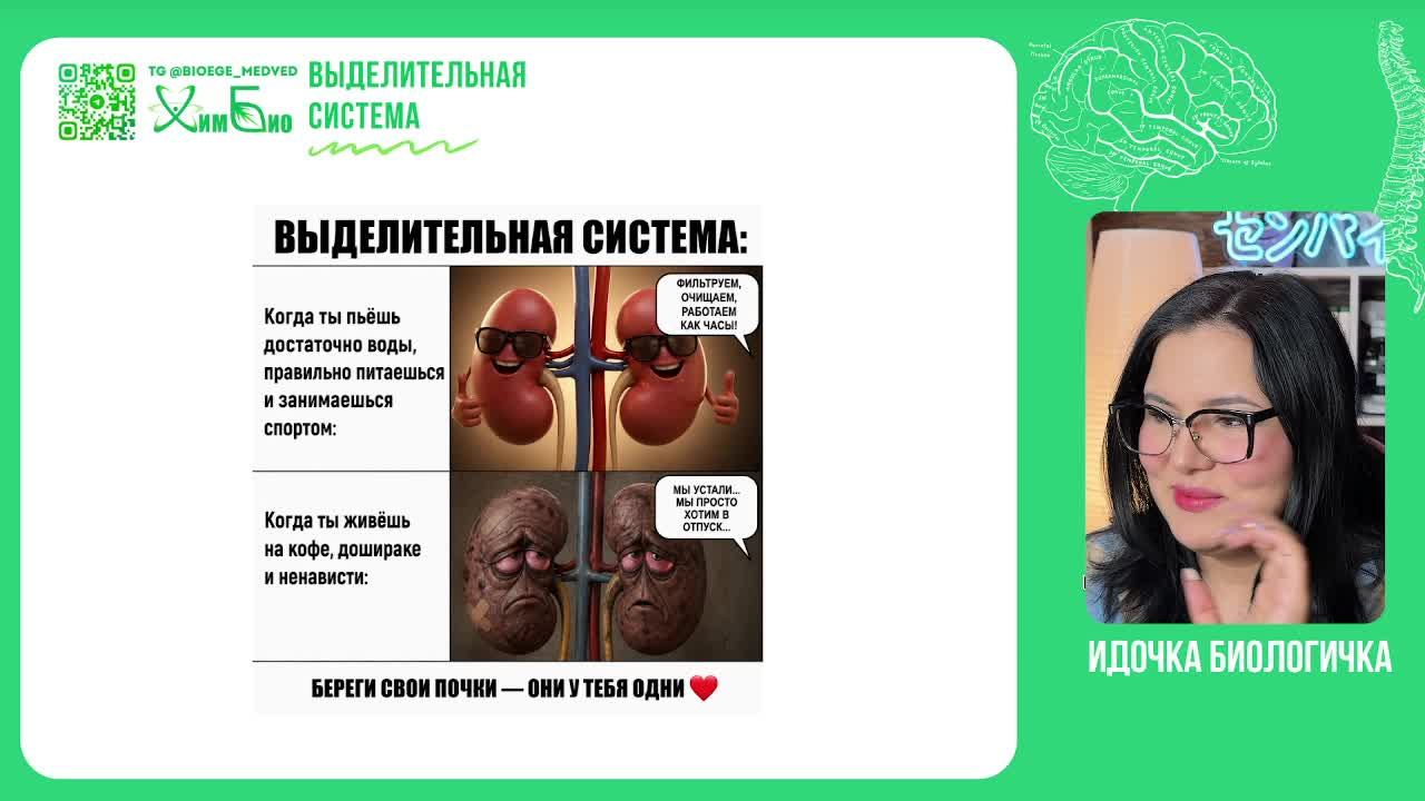Выделительная система для ЕГЭ