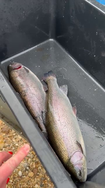 зарыбление 30.04.202