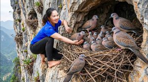 Наловила легендарных скальных птиц и продавайте на рынке. Гнездо, найденное на отвесной скале