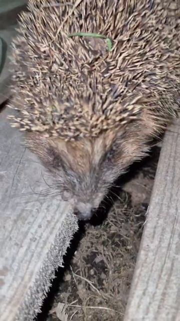 Ёжики проснулись