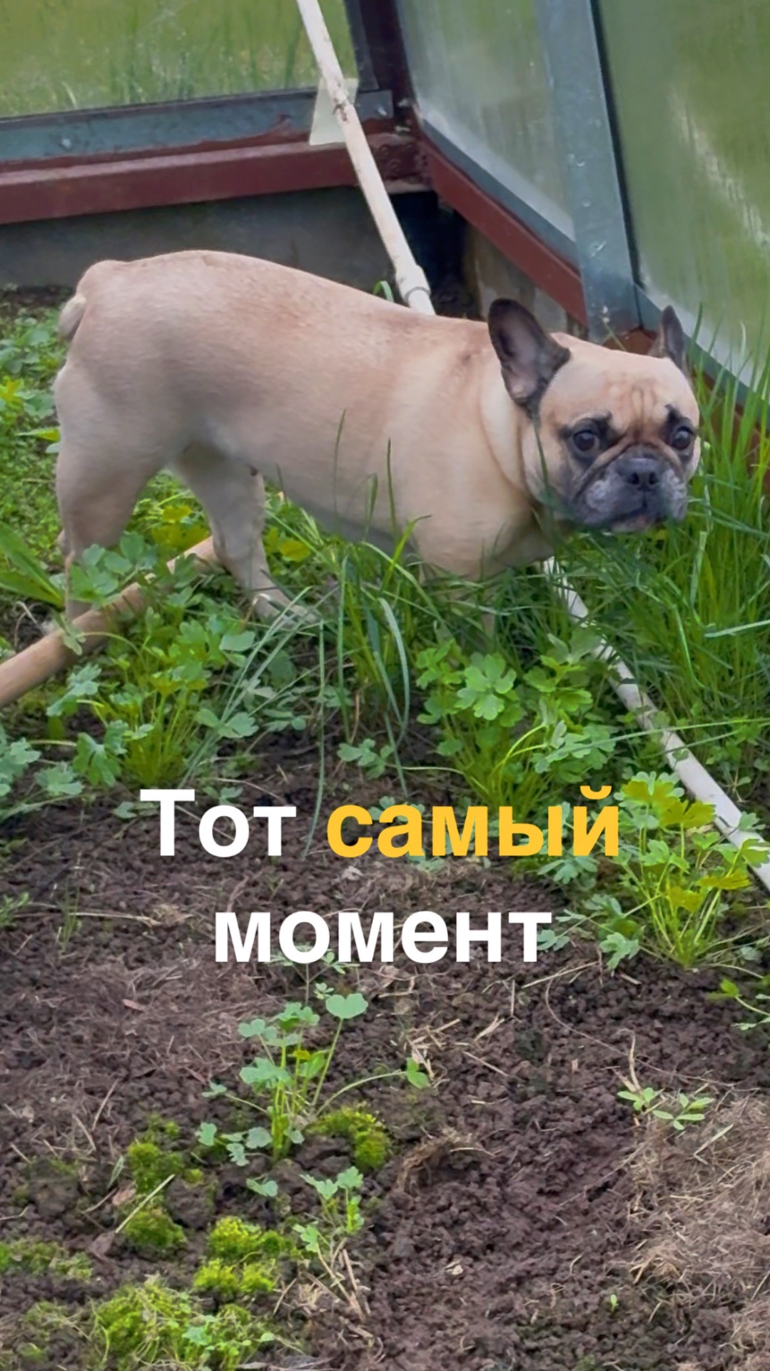 😂Самый главный пункт это, конечно, шашлык