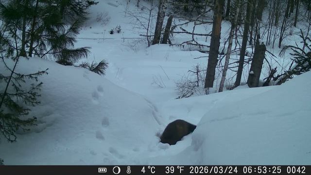 Видео от Красноярская тайга. Фотоловушки