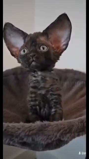 Клип @meowtaverse