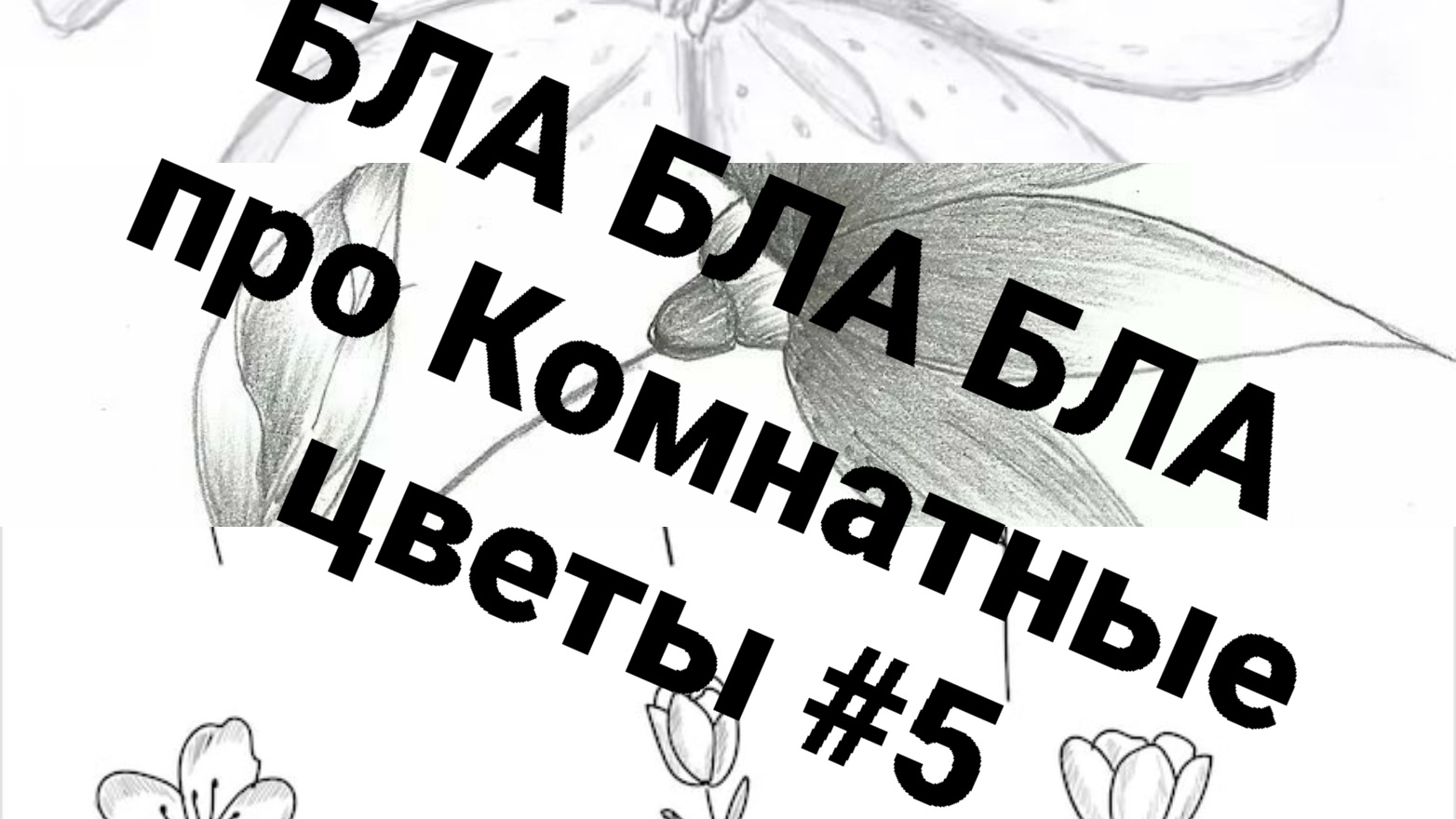 Разговорный Обзор Комнатных цветов #5