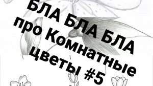 Разговорный Обзор Комнатных цветов #5