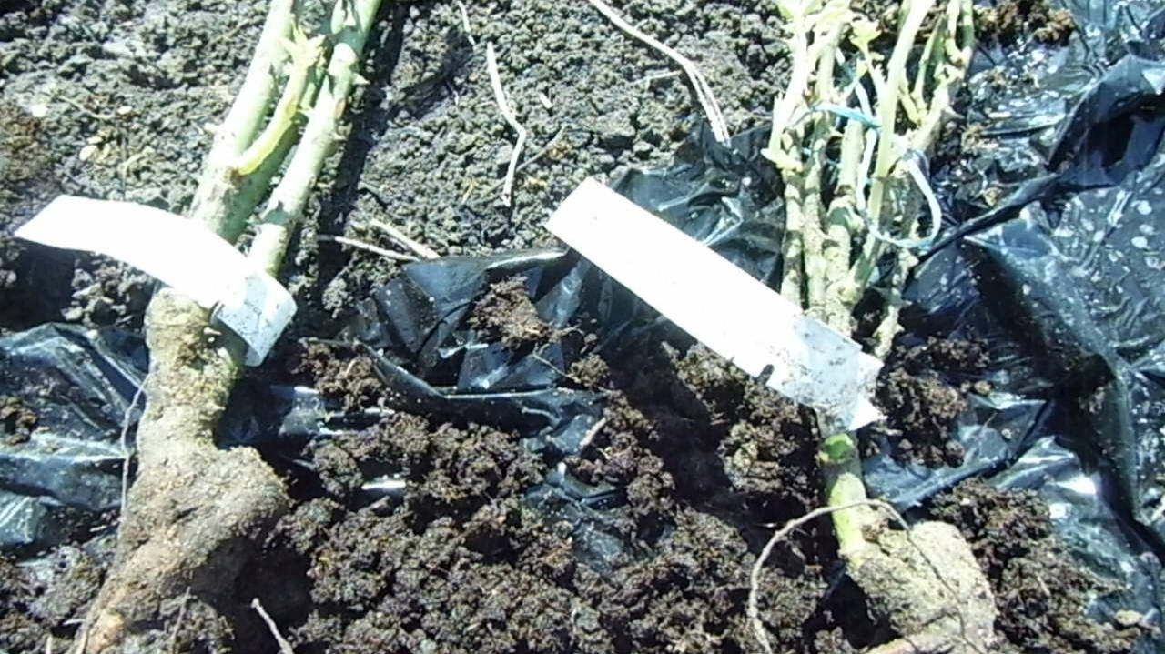 Сегодня сажала заказанные саженцы роз флорибунд