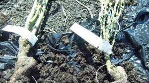 Сегодня сажала заказанные саженцы роз флорибунд