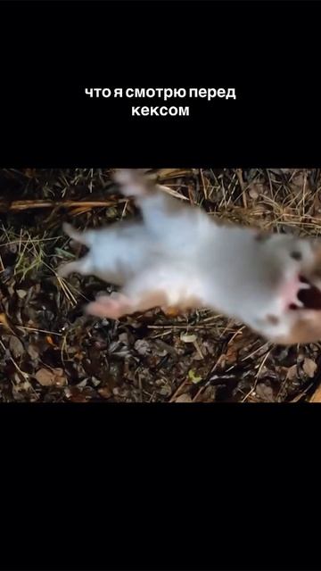 Ласки_ мемы приколы ржака жиза смешно