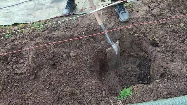 Посадка саженца винограда