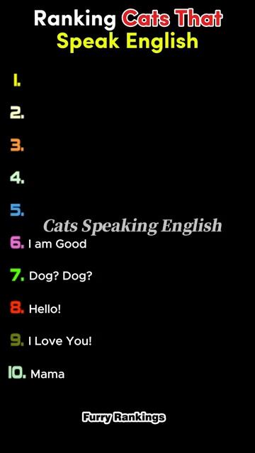 When Cats Speak English Ranking The Funniest Moments