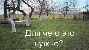 Весенняя обработка, и побелка деревьев! Для чего это нужно?