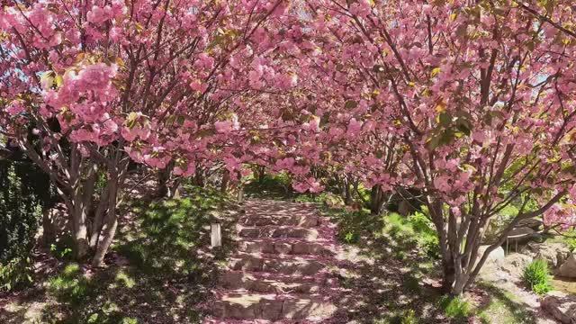 КРЫМ ШОКИРУЕТ- Сакура в Японском саду.Отель Мрия 2026.