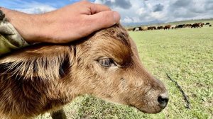 Маленький бычок ОТБИЛСЯ ОТ СТАДА и я уговариваю его вернуться к маме, БЫЧОК СОПРОТИВЛЯЕТСЯ😅