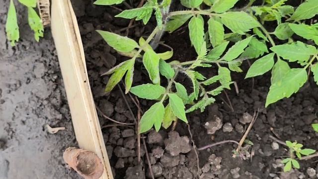 30-04-2026Я в обнимку с огородом.