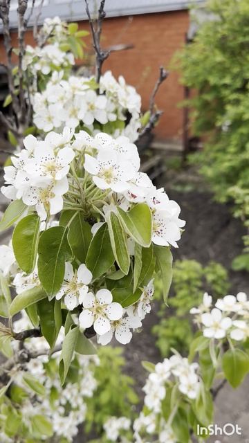 Цветущая, прекрасная весна!