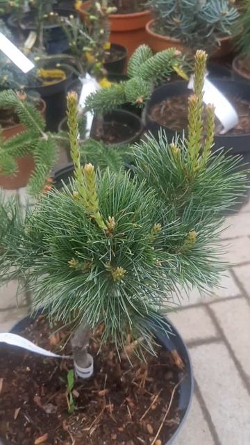 ❤🌲Сосна Шунс Бонсай
✔Продажа растений в макс и телеграм канале: Https://t.me/love_is_hvoiny_dvorik
🚛