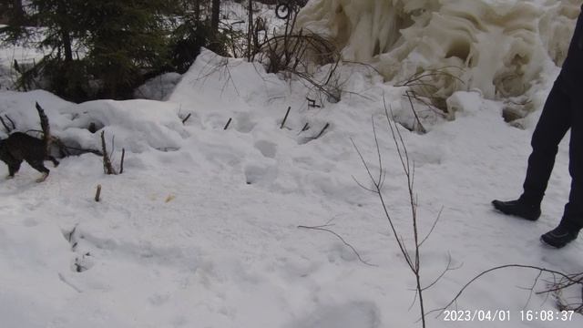 01-апреля-2024 - Мой Барся кот