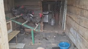 Купили курочек.Домик заселили.