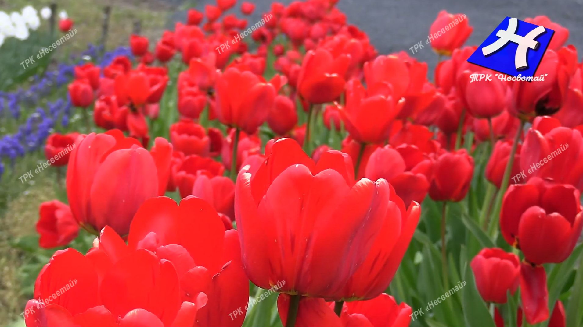 Патриотизм в цветах