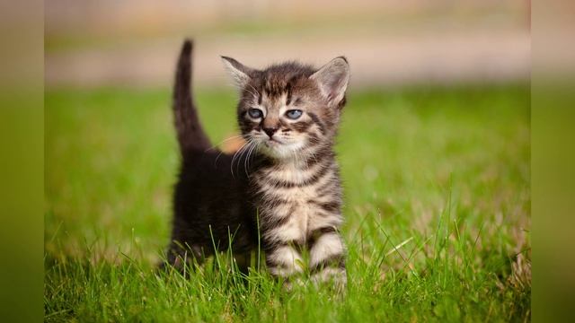 Плохой День