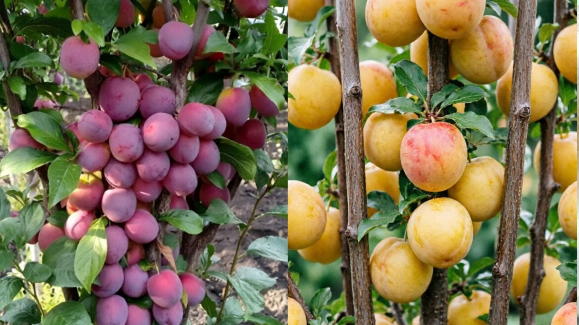 Колоновидная слива Империал и Медовая | Маленькие Сады