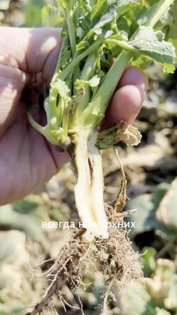 Дуплистость рапса. Что делать? #озимыйрапс #агроном #сельскоехозяйство