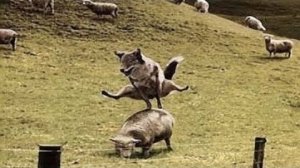 ЧИТАТЬ ВОЛКУ ЕВАНГЕЛИЕ...ИЛИ КОМУ НА РУСИ ЖИТЬ ХОРОШО...