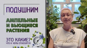 Ампельные и вьющиеся растения: это все-таки какие? Что к чему отнести, подборки ампельных. Подушним.