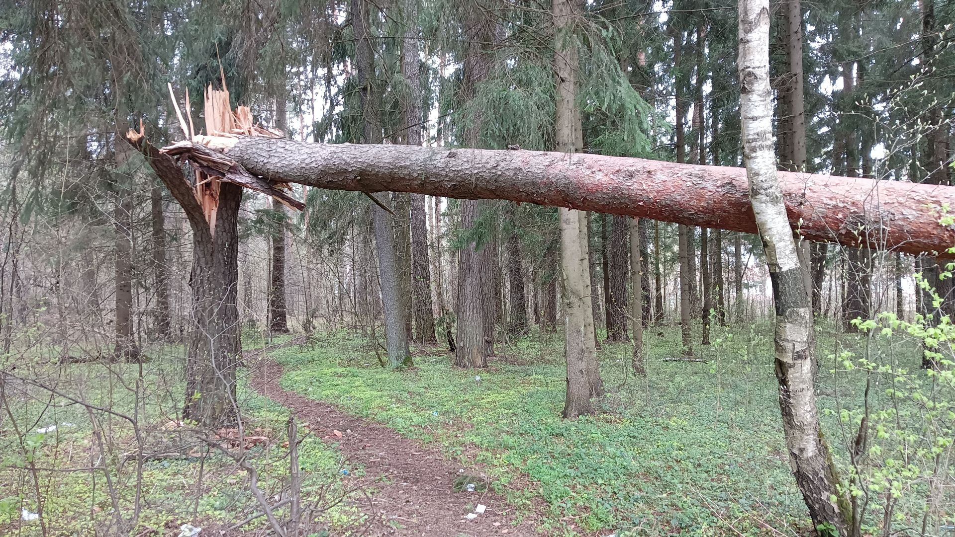 Я гуляю по лесу. 30.04.2026. - 604