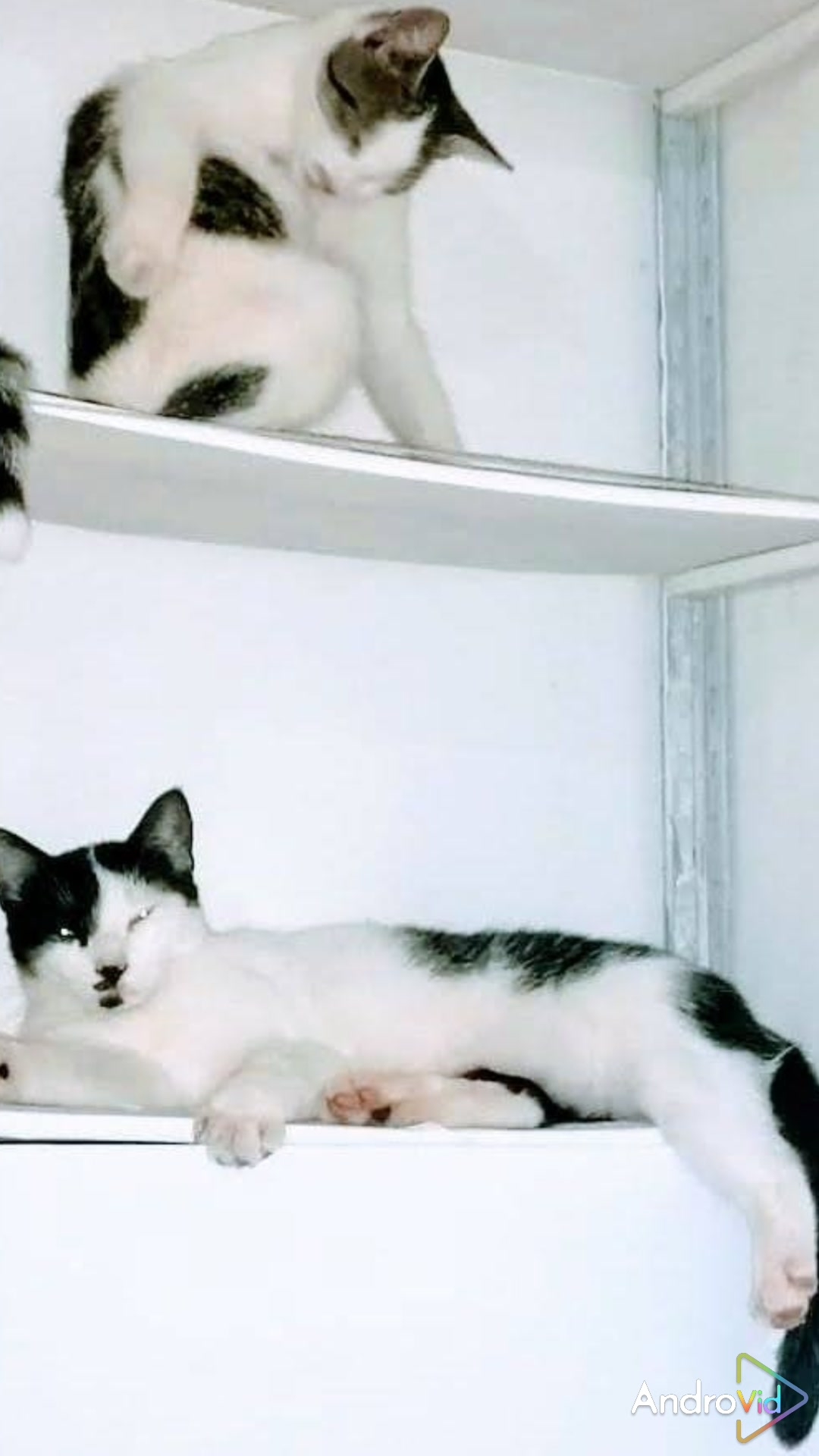 Кошачье царство!😻 Смешныеживотные. 01-05-2026